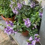 Angelonia angustifoliaFlower