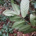 Monodora angolensis Folha