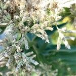 Eupatorium altissimum Flower