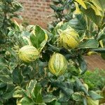 Citrus maxima Fruchs