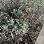 Lavandula latifolia Blatt