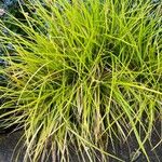 Carex elata Feuille