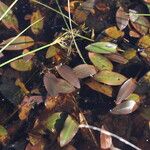 Potamogeton polygonifolius Leaf