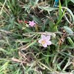 Centaurium littoraleFlower