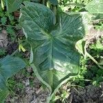 Arum palaestinum Leaf