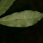Trymatococcus oligandrus Лист