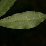 Trymatococcus oligandrus Leaf