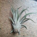 Tillandsia paucifolia Frunză