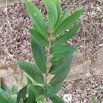 Eugenia pyriformis Leaf