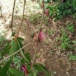 Tapinanthus belvisii 花