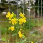 Brassica rapaBlüte