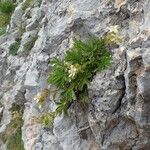 Potentilla caulescens Συνήθη χαρακτηριστικά