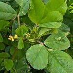 Medicago polymorpha Leaf