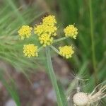 Lomatium triternatum Flower