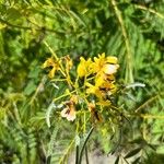 Senna marilandica Flower