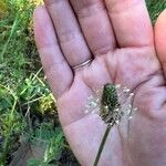 Plantago lanceolataFlower