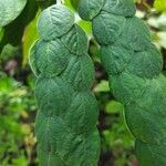 Phyllodium pulchellum Leaf