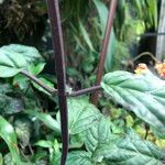 Scutellaria costaricana Кора