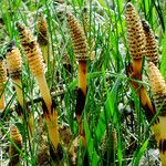 Equisetum arvense ശീലം