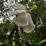 Gardenia thunbergia 花
