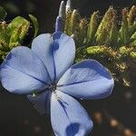 Plumbago auriculata Flower