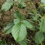 Rubus apetalus Folha