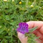 Echium creticum Flower