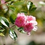 Rosa abietina Fleur
