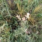 Carduus pycnocephalus Цвят