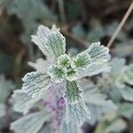Marrubium alysson Hoja