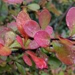 Berberis vulgaris葉