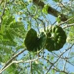 Enterolobium cyclocarpum Fruit