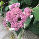 Hydrangea aspera Λουλούδι