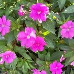 Impatiens hawkeri Кветка