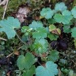 Saxifraga rotundifolia Leht