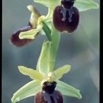 Ophrys × arachnitiformis Floare