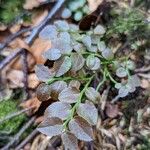 Vaccinium myrtillus Blad