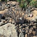 Pachypodium rosulatum Folla