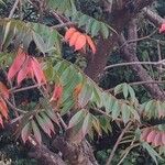 Toxicodendron succedaneum Leaf