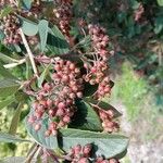 Cotoneaster pannosusПлід