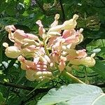 Aesculus pavia Λουλούδι