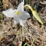 Gladiolus candidus Blodyn
