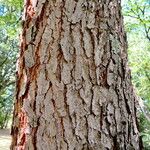 Gymnocladus dioicus Bark