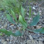 Bupleurum rigidum Habit