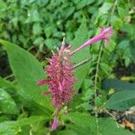 Odontonema callistachyum Flower