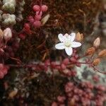 Sedum brevifolium Цвят