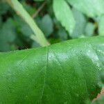 Rubus macrostachys Bark