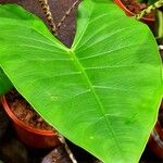 Alocasia zebrina Leaf