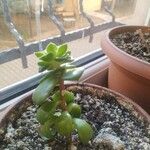 Sedum hernandezii Foglia