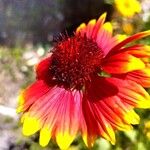 Gaillardia aristataBlüte